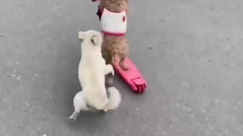 the Dog rides a scooter on the street