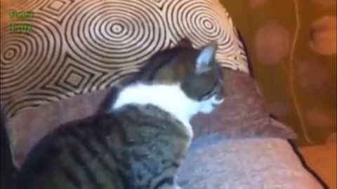 Cat sneezing hilariously