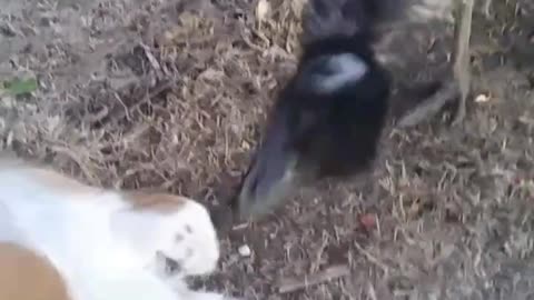 Emu Plays With Pup