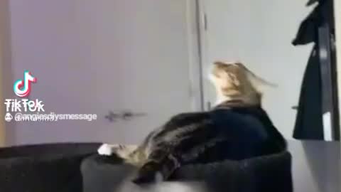 From TikTok A Funny Kitty