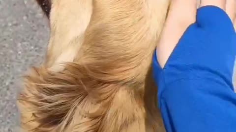 Touch the dog's head