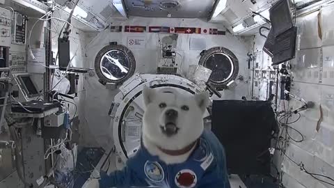 Space dog! This is the feeling of freedom