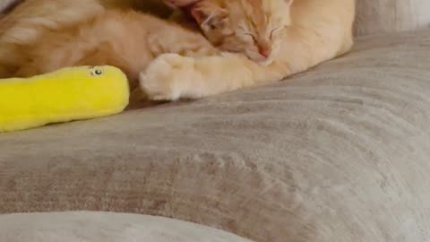 Orange Cat Adopts Mini-Me