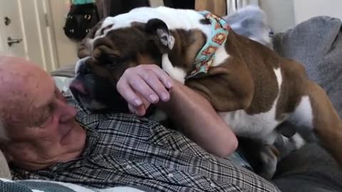 Bulldog shows owner with overwhelming affection