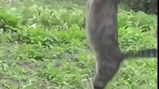 AMAZING JUMP CAT