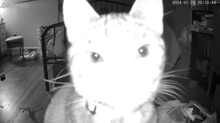 Cat Stares Into New Camera