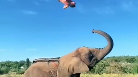 Funny animals vedio, bahubali, animals vs man