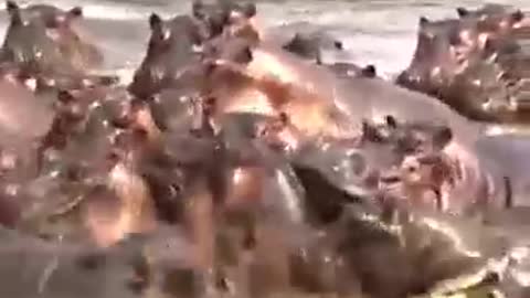 A hippopotamus bites a crocodile