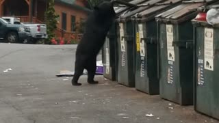 Black Bear Easily Opens Dumpster
