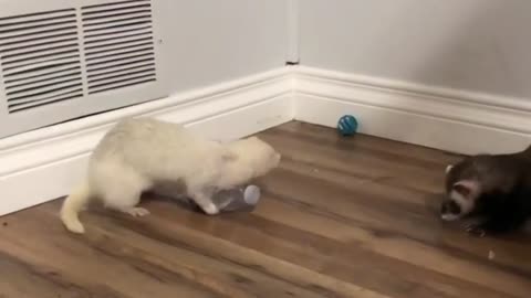 Ferret Trying To Take A Plastic Bottle from The other