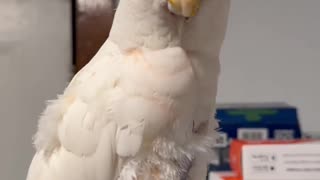 Sunday Mornings Unfeathered: Preparing Breakfast for My Trio of Cockatoos