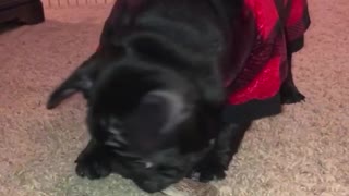 Black french bulldog red jacket eating treat toy carpet living room