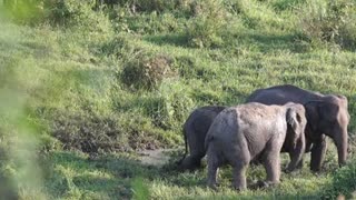 Baby elephant with his mother|Abhijan