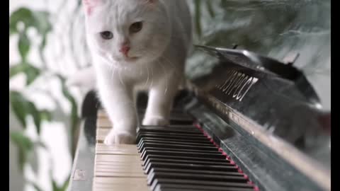 Cute & Lovely CAT Video, Colour in White