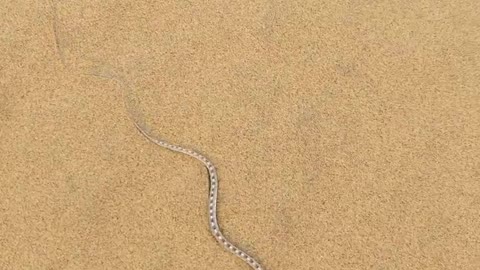 An awl-headed snake showing how fast it can move on fine sand. I