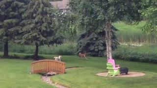 Dog and deer form adorable friendship