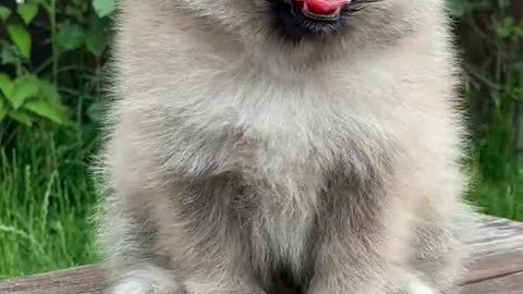 Beautiful Pup yawning cutely