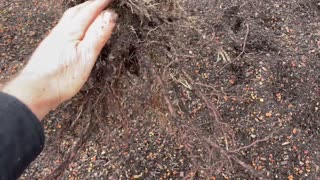 Tips on Selecting Bare Root Fruit Trees