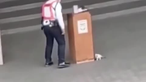 Kitten playing hide and seek with security guard
