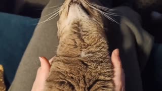Cat enjoys getting neck massage