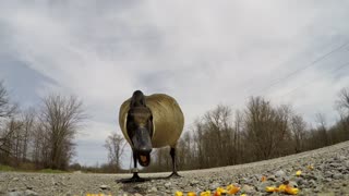 Friendly goose found on random country road