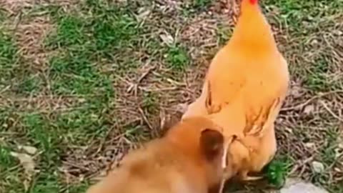 Dogs that will make you laugh out loud #amazing#funny#videoshort#dogshorts