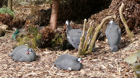 Group Of Guinea Fowl Resting On The Ground