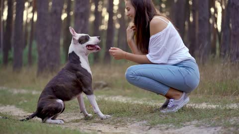 Girl playing with her dog in the forest at sunset