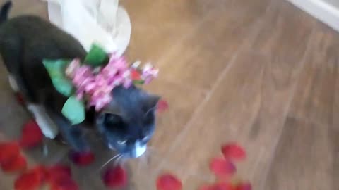 Elizabeth The Cat as the Bride