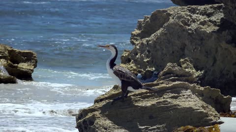 Bird, Cormorant, Beak, Plumage, Feathers