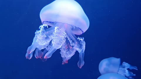 jellyfish