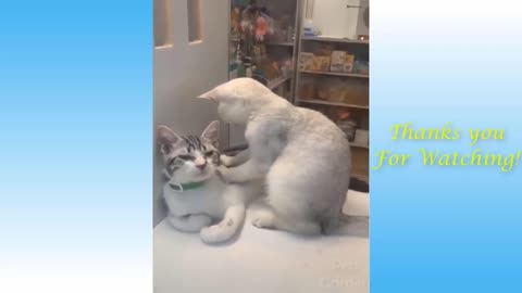 very amazing cats funny video