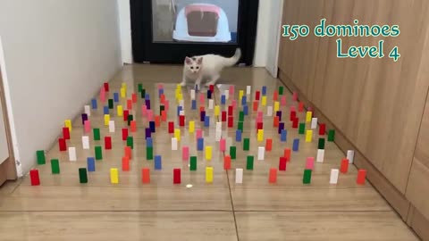 Cats Obstacle Challenge with Domino