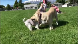 Little dog gets squished by big dog