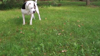 One of her favorite toys is... a walnut.