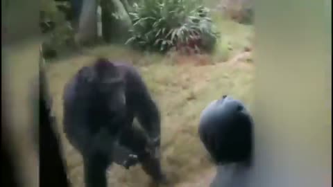 Funny animals, playful wildlife gorilla 🦍 videos