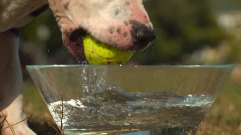 Dog taking a ball from a glass bowl with water