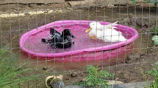 Cute fun animals ducks playing in water