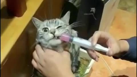 Funny cat injection videos 🐱🐱 - cat injection compilation videos