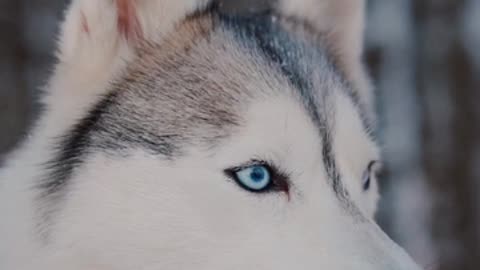 The most beautiful eyes on this dog and the strongest focus for hunting