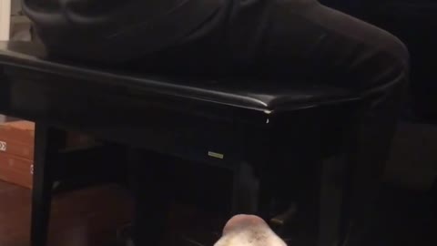 Singing dog changes her tone with piano rhythm