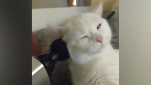 Kitten getting ear massage