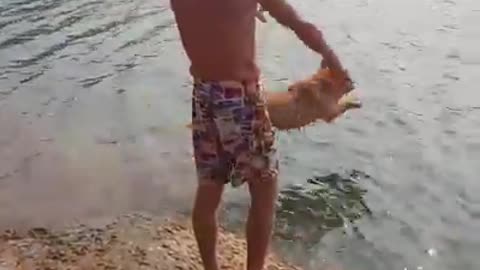 Goldern retriever have a best day ever