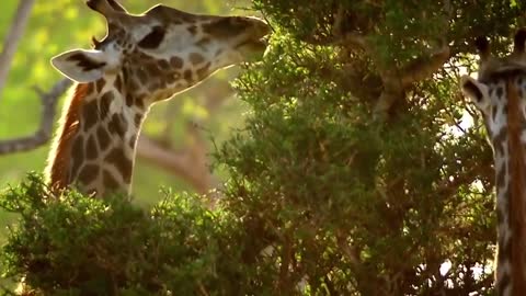 brave giraffe kick five lions to save baby