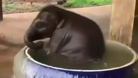 Enjoying the water with the baby elephant