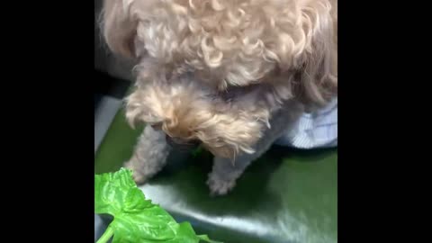 A dog eating vegetable leaves