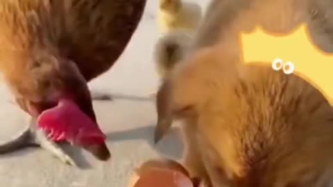 The little puppy just want to eat some fresh egg