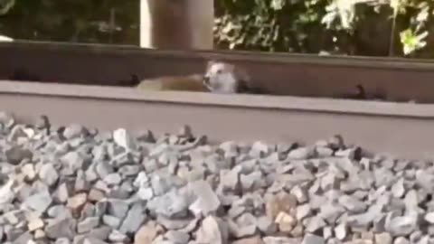 Cool dog under fast moving train