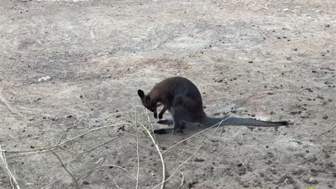 Kangaroo marsupial mammal