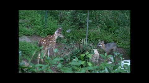 One Fawn and two foxes